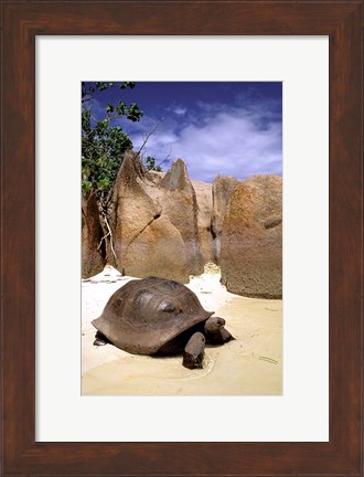 Framed Aldabran Giant Tortoise, Curieuse Island, Seychelles, Africa Print