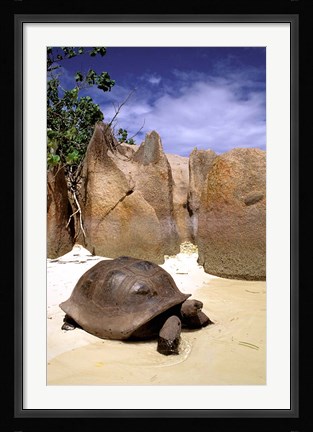 Framed Aldabran Giant Tortoise, Curieuse Island, Seychelles, Africa Print