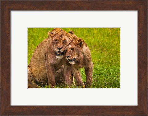 Framed African lions, Ngorongoro Conservation Area, Tanzania Print