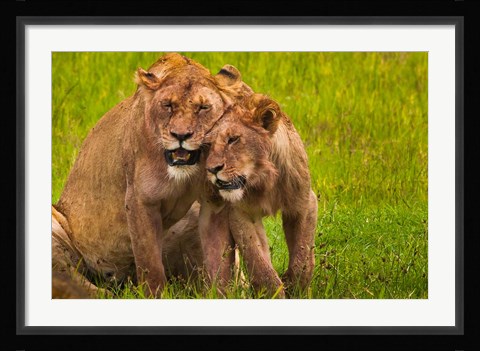 Framed African lions, Ngorongoro Conservation Area, Tanzania Print