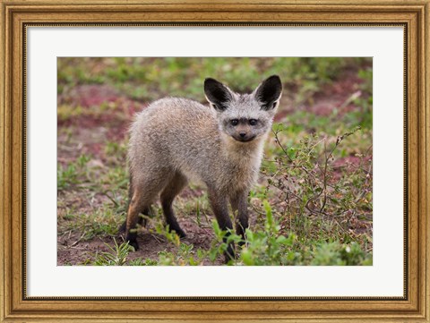 Framed Bat-eared fox, Serengeti NP, Tanzania. Print