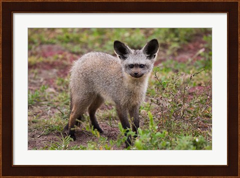 Framed Bat-eared fox, Serengeti NP, Tanzania. Print