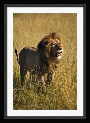 Framed Black maned male Lion, Panthera leo, Masai Mara, Kenya Print