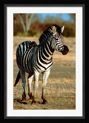 Framed Botswana, Chobe NP, Linyanti, Burchell's zebra Print