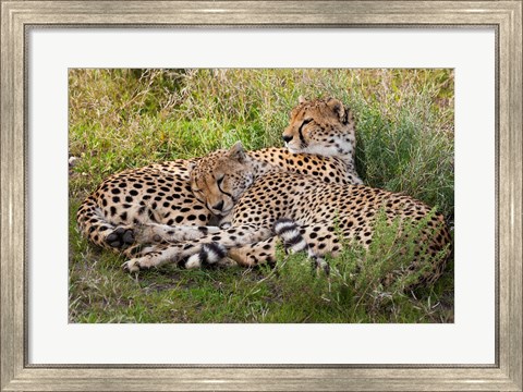 Framed Cheetahs, Serengeti National Park, Tanzania Print