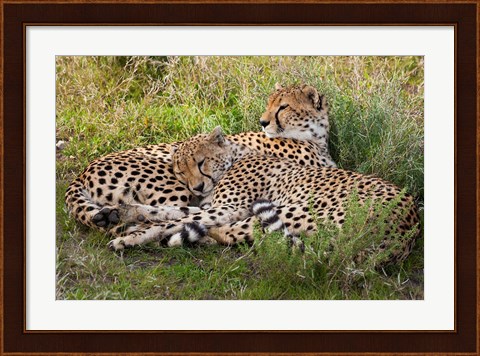Framed Cheetahs, Serengeti National Park, Tanzania Print