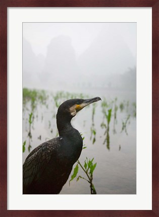Framed Cormorant by the Li River, China Print