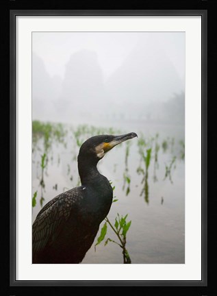 Framed Cormorant by the Li River, China Print
