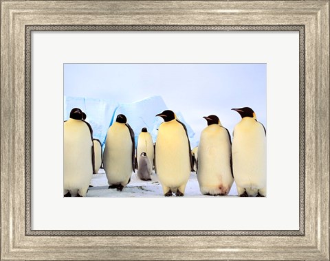 Framed Emperor Penguins, Atka Bay, Weddell Sea, Antarctica Print