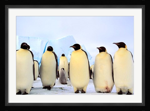 Framed Emperor Penguins, Atka Bay, Weddell Sea, Antarctica Print