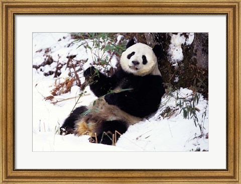 Framed Giant Panda With Bamboo, Wolong Nature Reserve, Sichuan Province, China Print