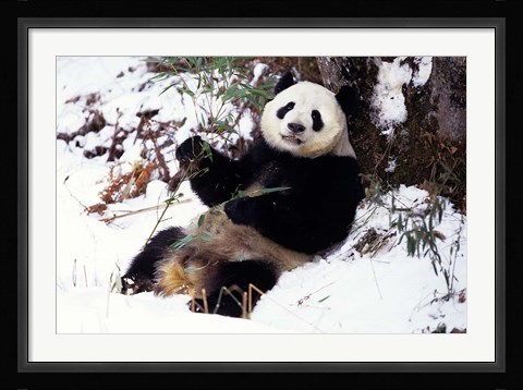 Framed Giant Panda With Bamboo, Wolong Nature Reserve, Sichuan Province, China Print