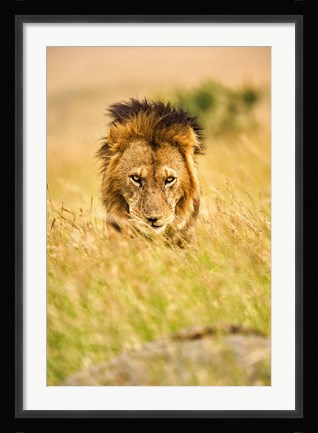 Framed Adult male lion, Panthera leo, Masai Mara, Kenya Print