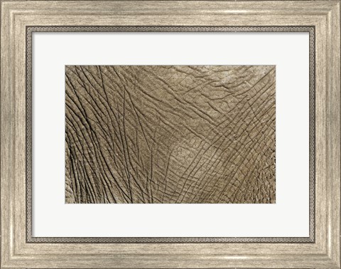 Framed African Elephant skin, Masai Mara, Kenya Print