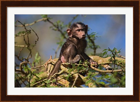 Framed Baby Olive Baboon, Lake Nakuru National Park, Kenya Print