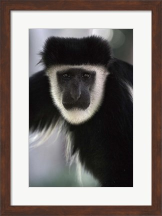 Framed Black and White Colobus Monkey, Lake Nakuru NP, Kenya Print