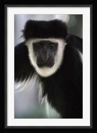 Framed Black and White Colobus Monkey, Lake Nakuru NP, Kenya Print