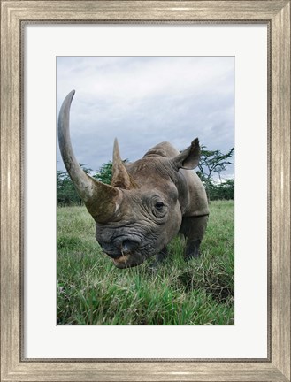 Framed Black Rhinoceros, Kenya Print