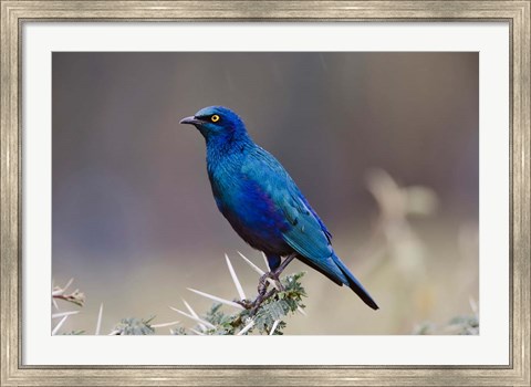 Framed Blue-eared Glossy Starling bird, Lake Nakuru NP, Kenya Print