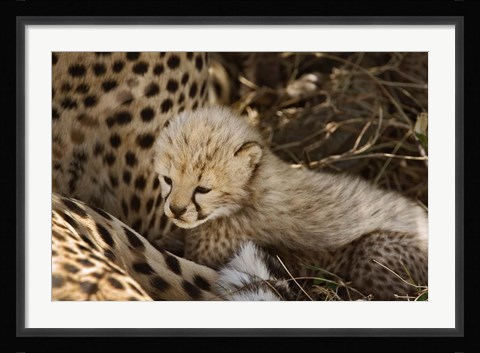 Framed Cheetah cub, Acinonyx jubatus, Masai Mara, Kenya Print