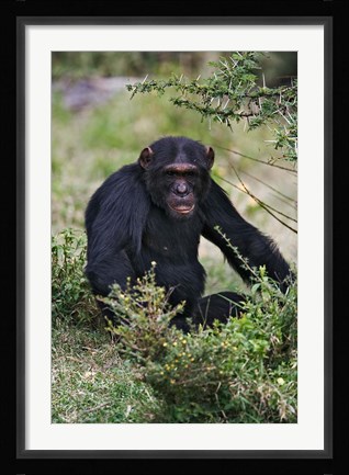 Framed Chimpanzee, Sweetwater Chimpanzee Sanctuary, Kenya Print