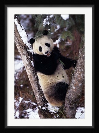 Framed China, Giant Panda Bear, Wolong Nature Reserve Print