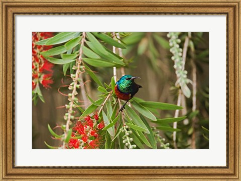 Framed Eastern Double-Collared Sunbird, Nyeri, Kenya Print