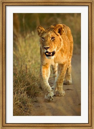 Framed Female Lion Walking At Sunset, Masai Mara, Kenya Print