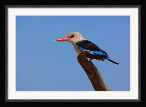Framed Grey-headed Kingfisher, Samburu Game Reserve, Kenya Print