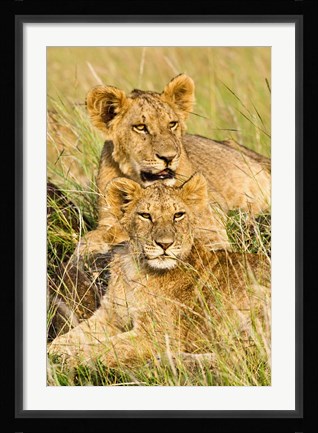 Framed Group of lion cubs, Panthera leo, Masai Mara, Kenya Print