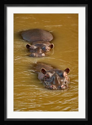 Framed Hippopotamus in river, Masai Mara, Kenya Print