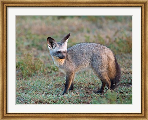 Framed Bat-eared Fox, Serengeti, Tanzania Print