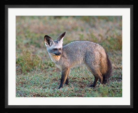 Framed Bat-eared Fox, Serengeti, Tanzania Print