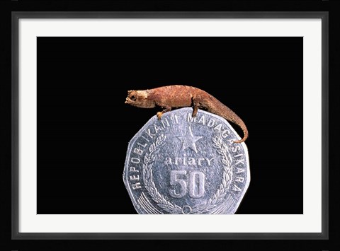Framed Brookesia Chameleon, Masoala Peninsula, Madagascar Print