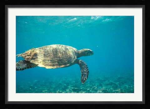 Framed Hawksbill Turtle, Mayotte Island, Comoros, Africa Print