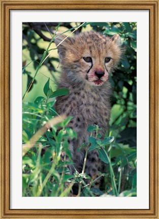 Framed Cheetah Cub, Masai Mara Game Reserve, Kenya Print