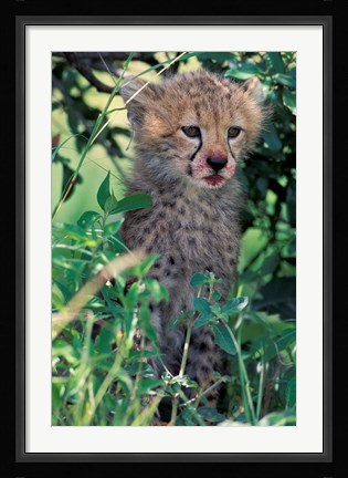 Framed Cheetah Cub, Masai Mara Game Reserve, Kenya Print