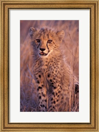Framed Cheetah, Phinda Reserve, South Africa Print