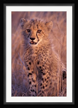 Framed Cheetah, Phinda Reserve, South Africa Print