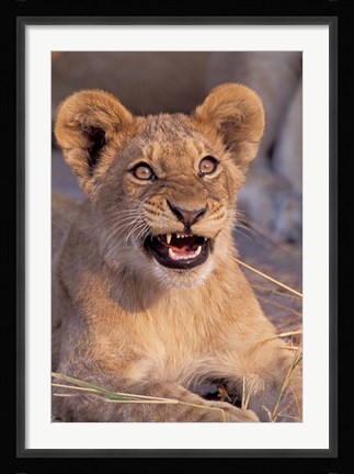 Framed Close-Up of Lion, Okavango Delta, Botswana Print