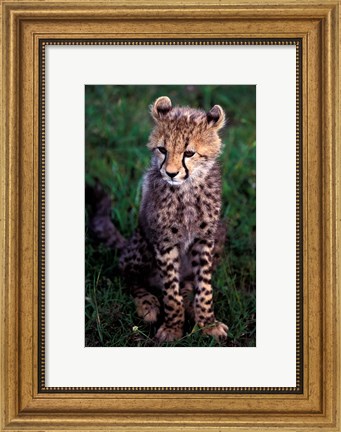 Framed Africa, Kenya, Masai Mara Game Reserve. Cheetah Cub Print