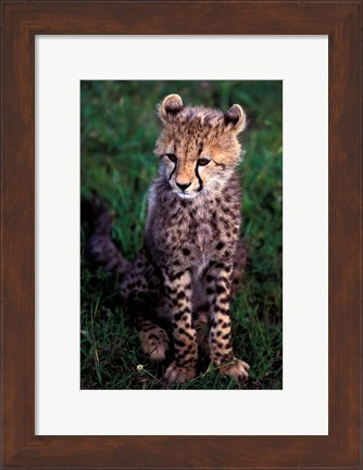 Framed Africa, Kenya, Masai Mara Game Reserve. Cheetah Cub Print