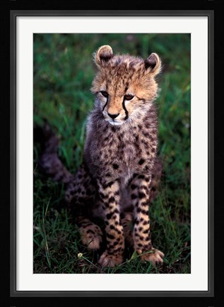 Framed Africa, Kenya, Masai Mara Game Reserve. Cheetah Cub Print
