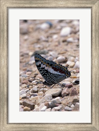 Framed Zebra Butterfly, Gombe National Park, Tanzania Print