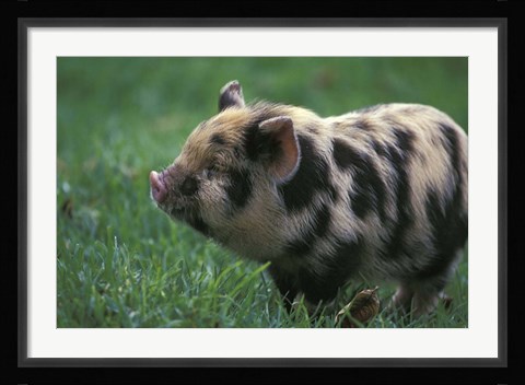 Framed Domestic Farmyard Piglet, South Africa Print