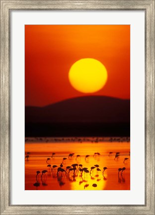 Framed Flock of Lesser Flamingos Reflected in Water at Sunrise, Amboseli National Park, Kenya Print
