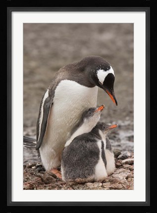 Framed Antarctica, Aitcho Island, Gentoo penguin Print