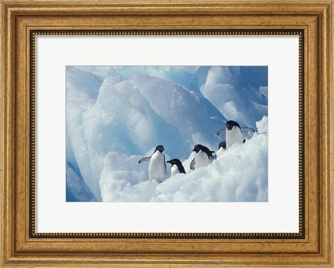Framed Adelie Penguins, Antarctica Print