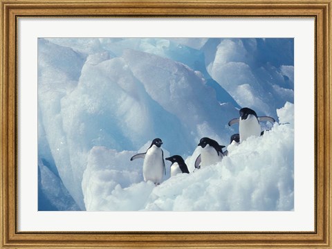 Framed Adelie Penguins, Antarctica Print