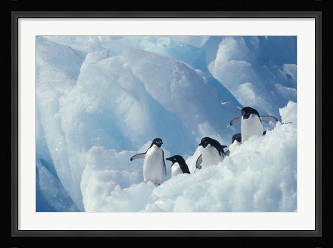 Framed Adelie Penguins, Antarctica Print